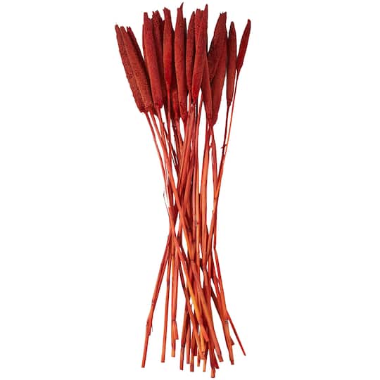Dried Plant Bunny Tail Natural Foliage with Long Stems